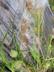 Cenchrus tribuloides