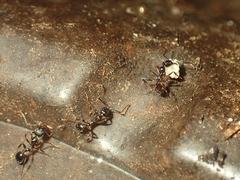 Aphaenogaster picea