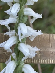 Spiranthes cernua