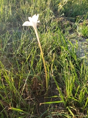 Zephyranthes chlorosolen