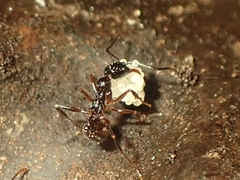 Aphaenogaster picea