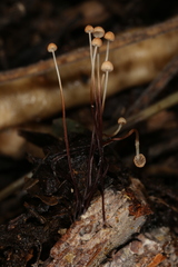 Marasmius