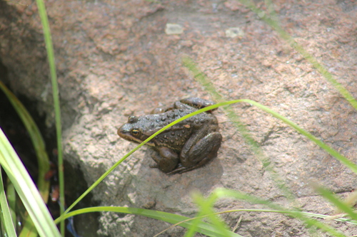 Columbia Spotted Frog photographed in Wyoming