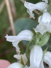 Spiranthes cernua
