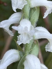 Spiranthes cernua