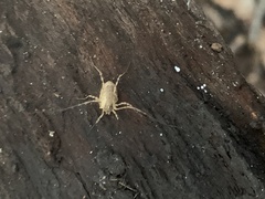 Oligolophinae
