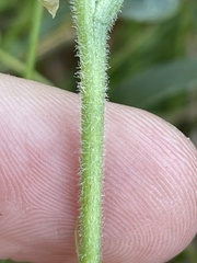Spiranthes cernua