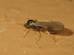 Aphaenogaster