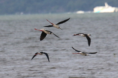Himantopus leucocephalus