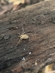 Oligolophinae