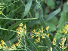 Toxorhynchites rutilus