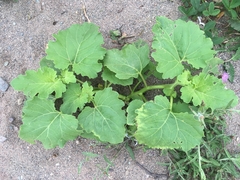 Xanthium strumarium canadense