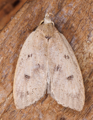 Machimia tentoriferella