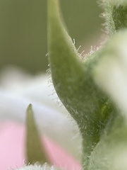 Spiranthes cernua