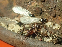 Aphaenogaster picea