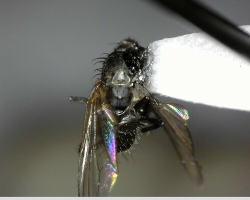 iNaturalist observation photo of Flies