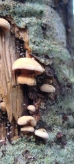 Panellus