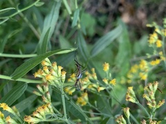 Toxorhynchites rutilus