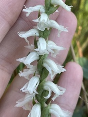 Spiranthes cernua