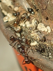Aphaenogaster picea
