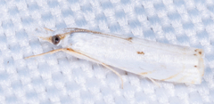 Microcrambus biguttellus