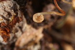 Marasmius