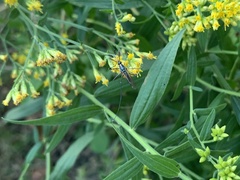 Toxorhynchites rutilus