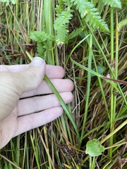 Spiranthes cernua