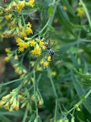 Toxorhynchites rutilus