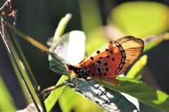 Acraea oncaea