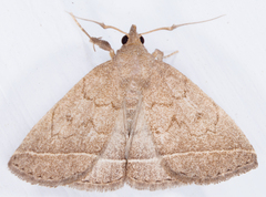 Zanclognatha marcidilinea