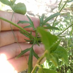 Tridax balbisioides