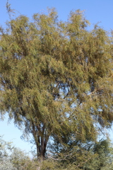Acacia estrophiolata