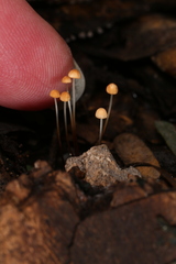 Marasmius