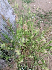 Cenchrus tribuloides