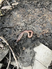 Lumbricus