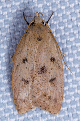 Machimia tentoriferella