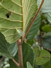 Chrysopa quadripunctata