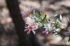 Grevillea sericea