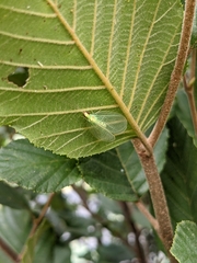 Chrysopa quadripunctata