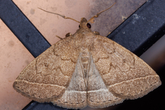 Zanclognatha marcidilinea