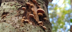 Panellus