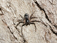 Tharpyna campestrata