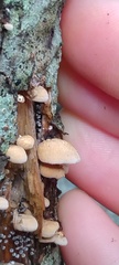 Panellus