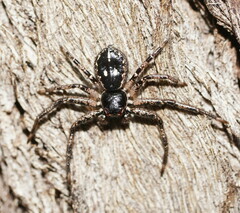 Tharpyna campestrata