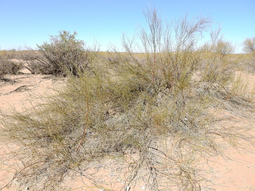 Image of Neltuma argentina by (c) Guillermo Debandi, some rights reserved (CC BY)