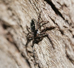 Tharpyna campestrata