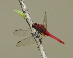 Rhodothemis rufa