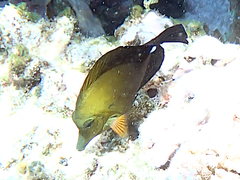 Zebrasoma scopas