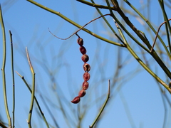 Prosopis argentina